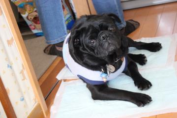 IMG_0325_convert_20120604234704.jpg