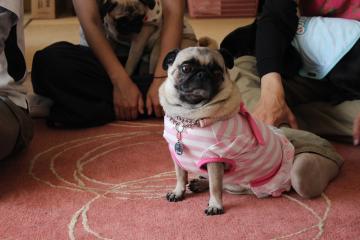 IMG_0328_convert_20120604234752.jpg