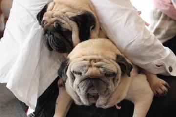 IMG_0332_convert_20120604234929.jpg