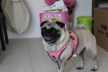IMG_0355_convert_20120612224943.jpg