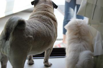 IMG_0368_convert_20120612225417.jpg