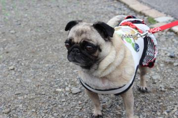 IMG_0424_convert_20120620232145.jpg