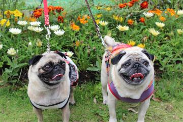 IMG_0427_convert_20120620232446.jpg