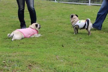 IMG_0439_convert_20120620232902.jpg