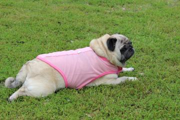 IMG_0442_convert_20120620232954.jpg