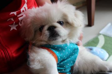 IMG_0450_convert_20120625224659.jpg