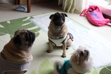 IMG_0456_convert_20120625224830.jpg
