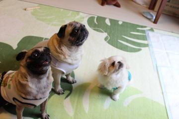 IMG_0463_convert_20120625224910.jpg