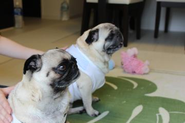 IMG_0466_convert_20120625225042.jpg