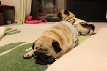 IMG_0478_convert_20120625225459.jpg