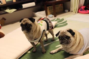 IMG_0479_convert_20120625225548.jpg