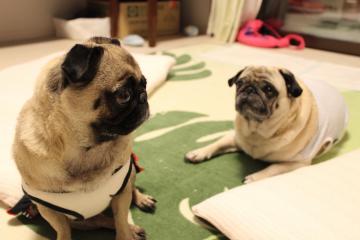 IMG_0480_convert_20120625225636.jpg