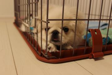 IMG_0481_convert_20120625225726.jpg