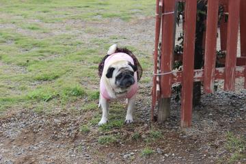 IMG_0484_convert_20120625225808.jpg