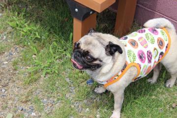 IMG_0488_convert_20120625230035.jpg