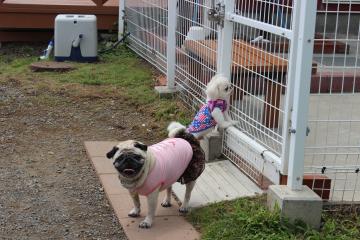 IMG_0490_convert_20120625230256.jpg