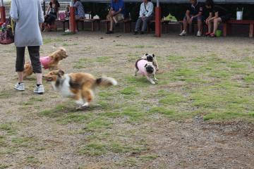 IMG_0491_convert_20120625230350.jpg