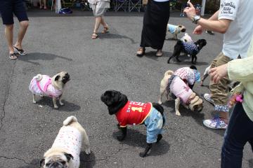IMG_0501_convert_20120702223733.jpg