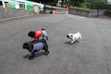 IMG_0503_convert_20120702223647.jpg