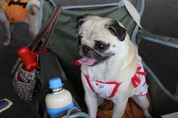 IMG_0511_convert_20120702223411.jpg