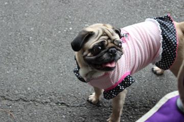 IMG_0514_convert_20120702223228.jpg
