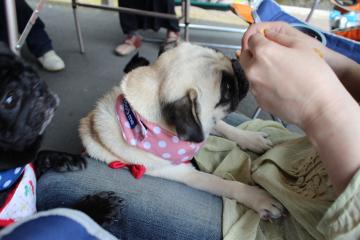 IMG_0526_convert_20120702232025.jpg