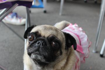 IMG_0538_convert_20120702222145.jpg