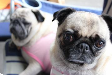 IMG_0542_convert_20120702222319.jpg