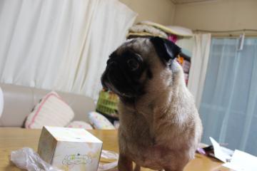 IMG_0544_convert_20120706234200.jpg