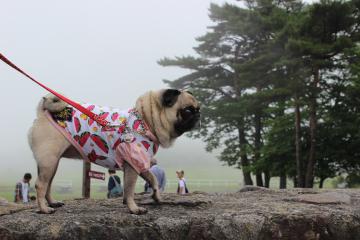 IMG_0567_convert_20120712232436.jpg