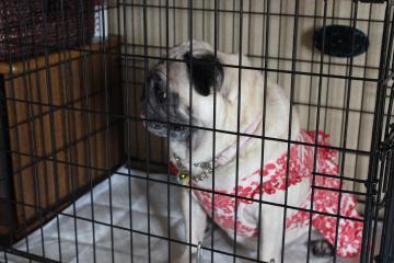IMG_0583_convert_20120723224931.jpg