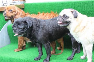 IMG_0591_convert_20120731225145.jpg