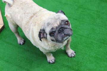 IMG_0602_convert_20120731230229.jpg