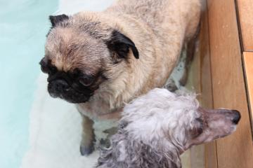 IMG_0611_convert_20120731230647.jpg