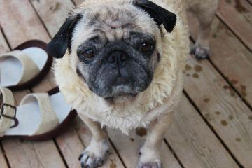 IMG_0617_convert_20120731231150.jpg
