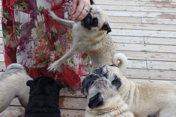 IMG_0631_convert_20120805224540.jpg