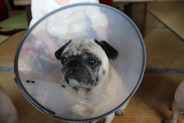 IMG_0644_convert_20120805224634.jpg