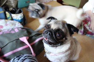 IMG_0646_convert_20120805224818.jpg