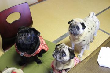 IMG_0651_convert_20120805225000.jpg