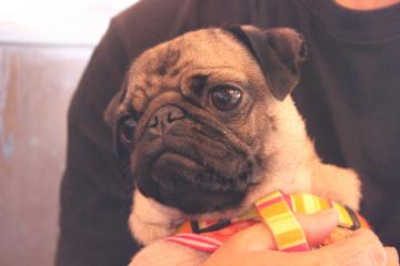 IMG_0676_convert_20120805230826.jpg