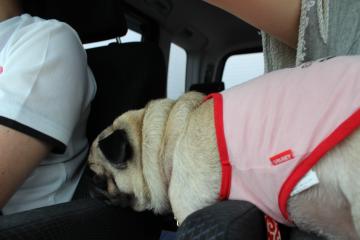 IMG_0698_convert_20120819225451.jpg