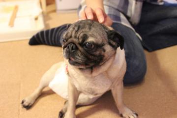 IMG_0730_convert_20120822225928.jpg