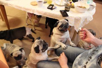 IMG_0737_convert_20120822230327.jpg