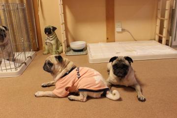 IMG_0756_convert_20120822231016.jpg