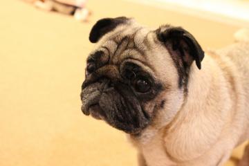 IMG_0761_convert_20120822231112.jpg