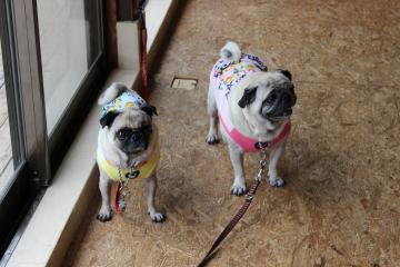 IMG_0765_convert_20120910231135.jpg