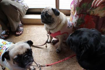 IMG_0772_convert_20120910231312.jpg