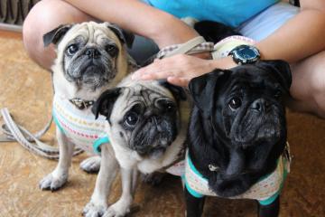 IMG_0774_convert_20120910231644.jpg