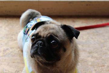 IMG_0782_convert_20120910231927.jpg