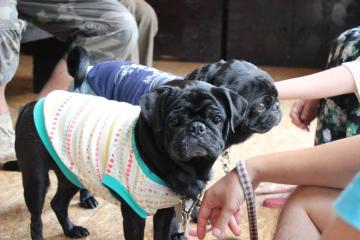 IMG_0789_convert_20120910232336.jpg
